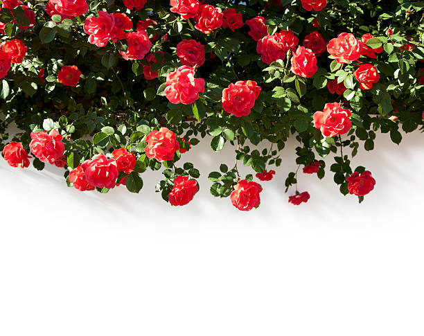 istock beautiful floral background 153502374