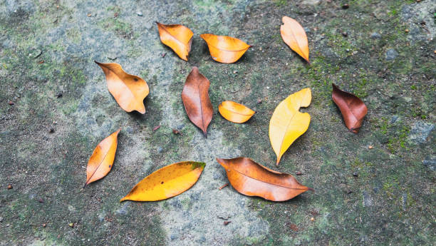 istock Dry leaves on the ground 1535024694