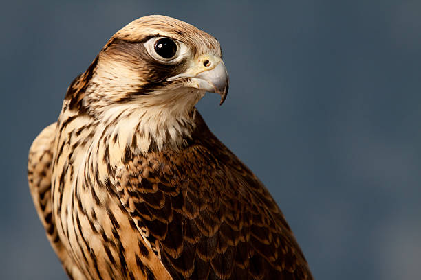 falcão-borni - lanner falcon - fotografias e filmes do acervo