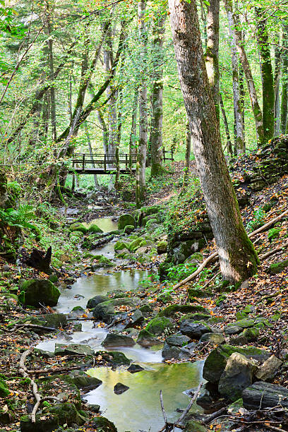 istock Brook in the woods 153502542