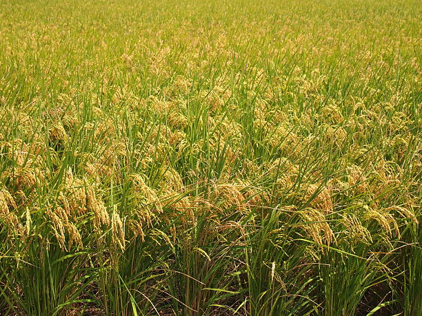 Rice field stock photo