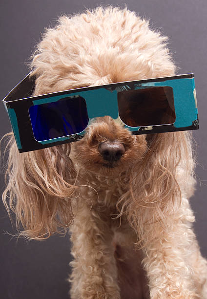 istock Dog In 3-D Glasses 153502989