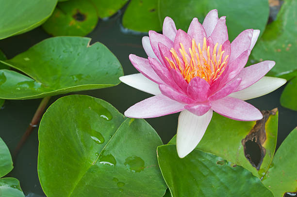 istock Water Lily or Lotus Flower Floating on Pond 153503060