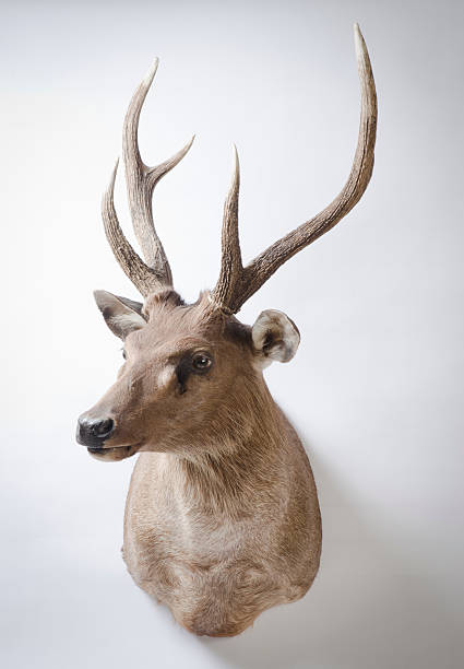 istock Rusa Deer Taxidermy Mount 153503581