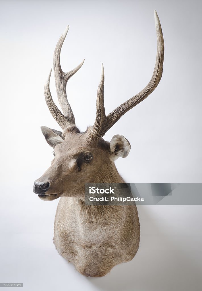 Rusa Taxidermia Monte Deer - Royalty-free Troféu de Caça Foto de stock