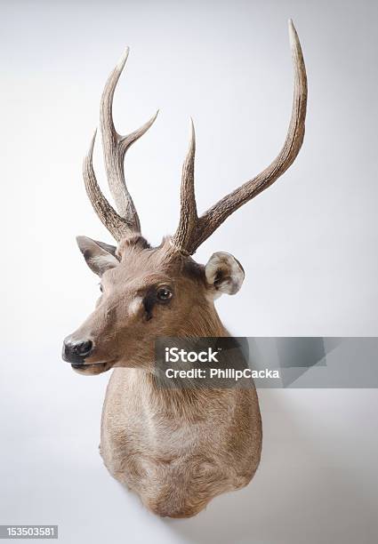 Rusa Taxidermia Monte Deer - Fotografias de stock e mais imagens de Troféu de Caça - Troféu de Caça, Veado, Caça