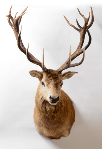 New Zealand red deer taxidermy mount on a white background.