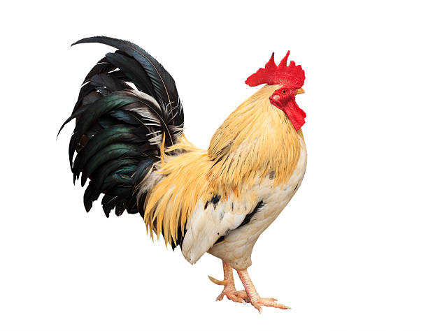istock Thailand male chicken rooster isolated 153503620