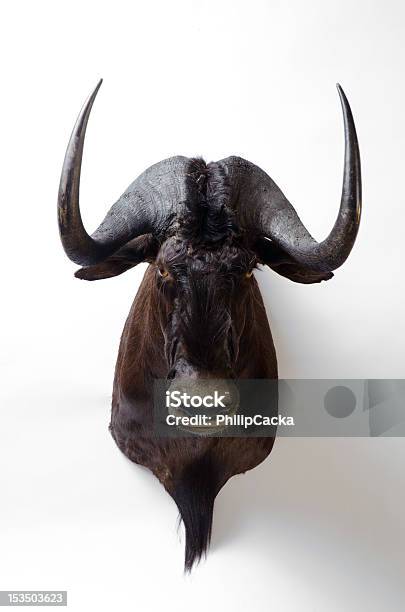 Black Wildebeest Taxidermy Mount Stock Photo - Download Image Now - Animal Wildlife, Animals In The Wild, Bull - Animal
