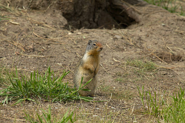 istock Columbian Ground Squirrel in southern British Columbia. 153503704