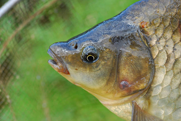 Fish head.