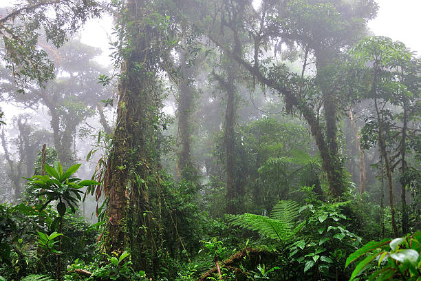 nebelwald - monteverde cloud forest ストックフォトと画像