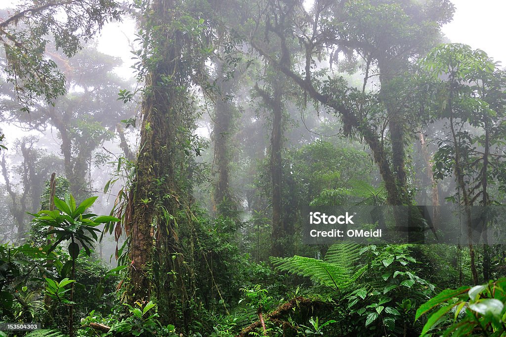 Cloud forest This is how the cloud forest in Costa Rica presented itself to us Monteverde Cloud Forest Stock Photo