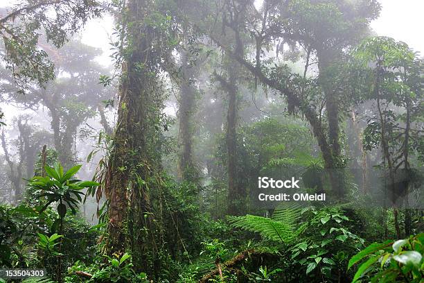 Cloud Forest Stock Photo - Download Image Now - Monteverde Cloud Forest, Monteverde, Costa Rica