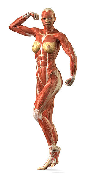 feminino anterior sytem anatomia muscular em pose corpo-builder - external oblique - fotografias e filmes do acervo
