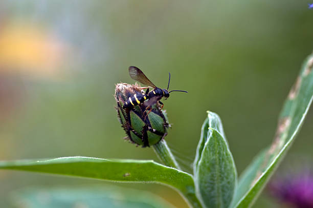 Black and yellow insect on a flower head stock photo