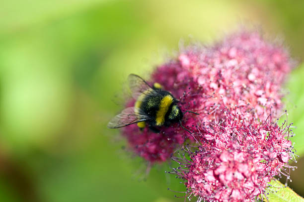 Bee collecting pollen on Spirea flower stock photo