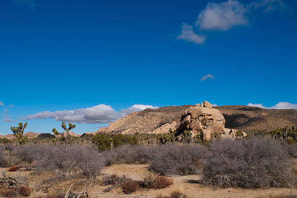 Joshua Tree Park stock photo