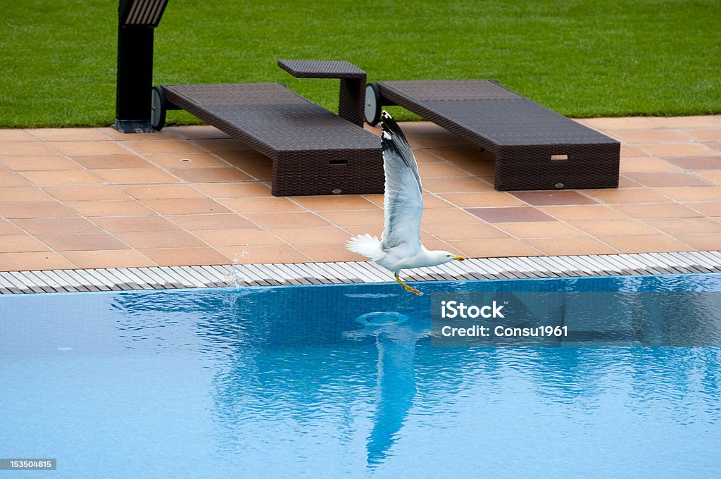 Gaviota volando sobre la piscina - Foto de stock de Agua libre de derechos