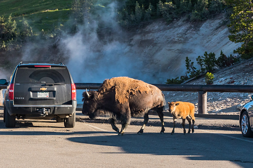 Yellowstone NP, Wyoming, USA - July 2nd, 2023: Wild buffaloes walk through the parking lot