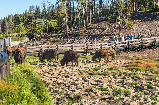 Yellowstone NP, WY, USA - July 2nd, 2023: Wild buffaloes herd in geothermal area