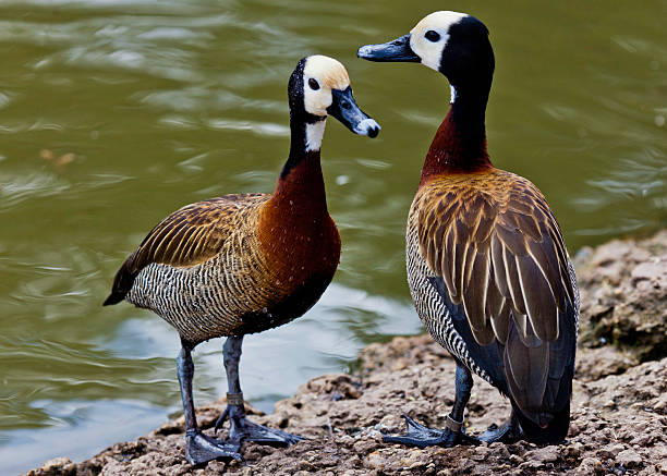 paire de white face canards flûte-du-soleil - white faced whistling duck photos et images de collection