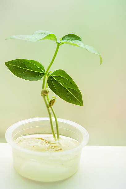 Grow Green stock photo