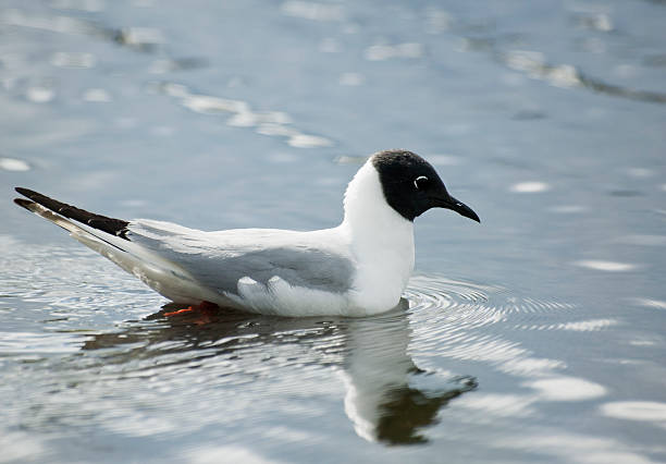Bonaparte's Gull in its summer plumage cruising softly in the lake
