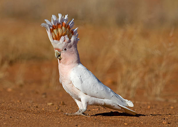 istock A colorful cockatoo standing outside 153505334