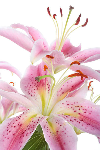 istock lily flower blooms over white background 153505367