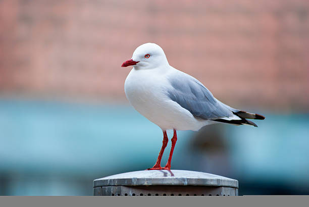 istock Seagull standing on a metal pole 153505429