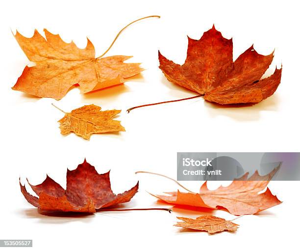 Folhas De Outono - Fotografias de stock e mais imagens de Amarelo - Amarelo, Castanho, Figura para recortar