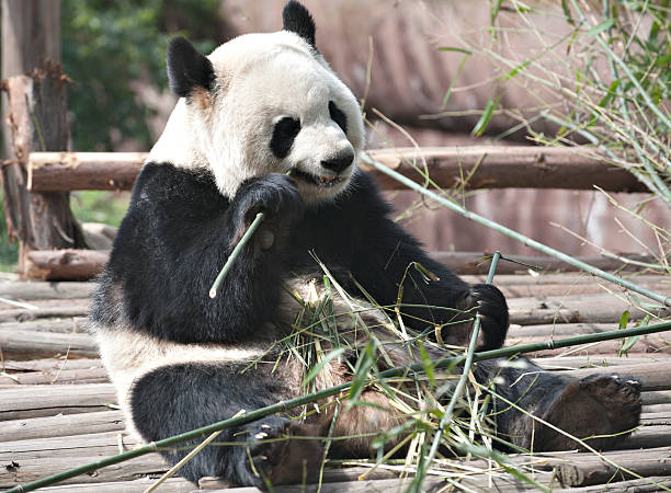 자이언트 판다 - panda giant panda china eating 뉴스 사진 이미지