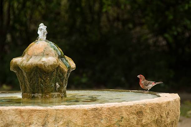 istock Small red  bird  on edge of  fountain 153505818