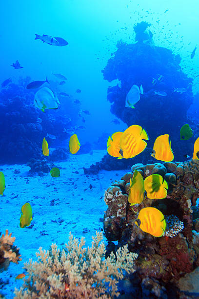 istock Yellow butterfly fishes 153507136