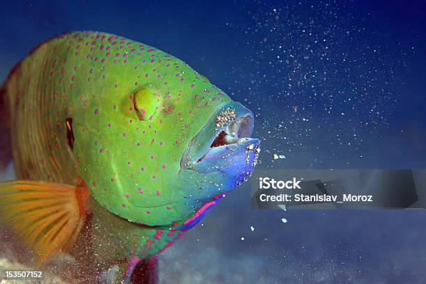 Peixe Papagaio Verde - Fotografias de stock e mais imagens de Bodião - Peixe tropical - Bodião - Peixe tropical, Acidente Natural, Animal
