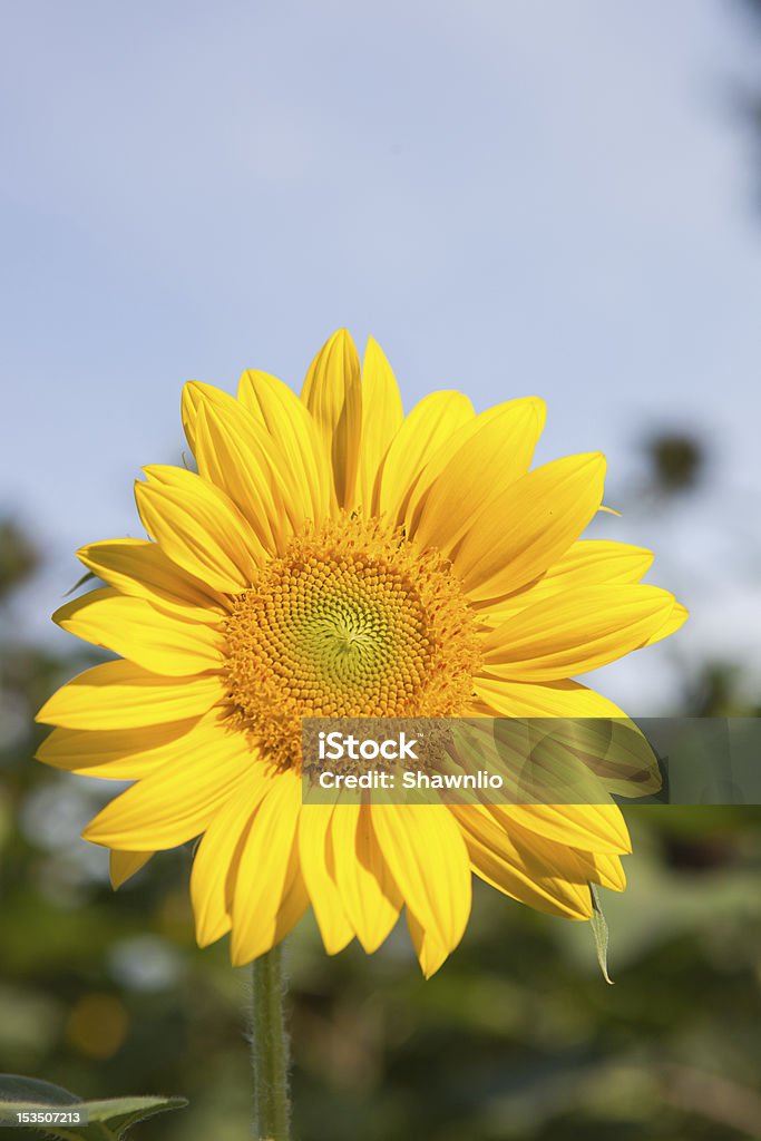 Girassol - Foto de stock de Agricultura royalty-free