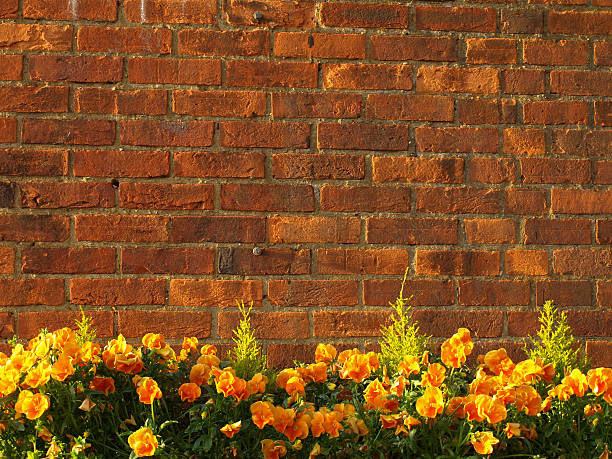Flowers in front of a wall
