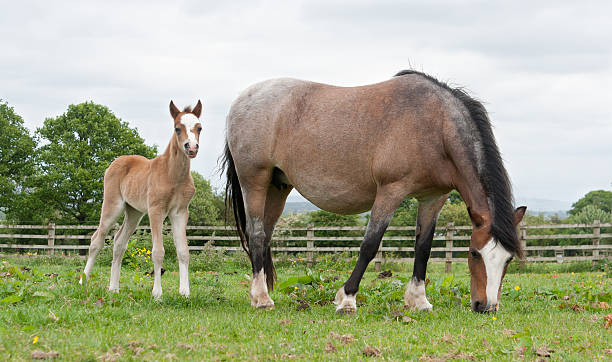 Mother and foal in field on spring day. Mother and foal in field in rural england on spring day. newborn horse stock pictures, royalty-free photos & images