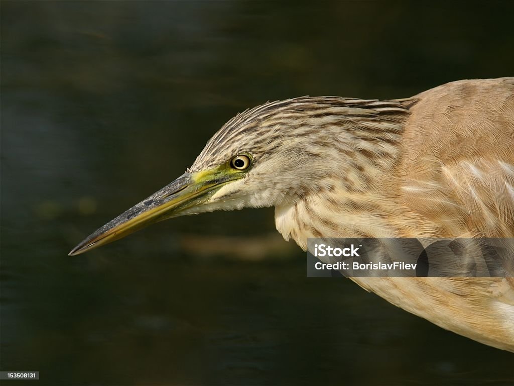 Little bittern Little bittern against dark lake, close-up Animal Stock Photo