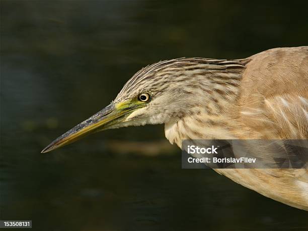 Little Bittern Stock Photo - Download Image Now - Animal, Animal Themes, Animal Wildlife