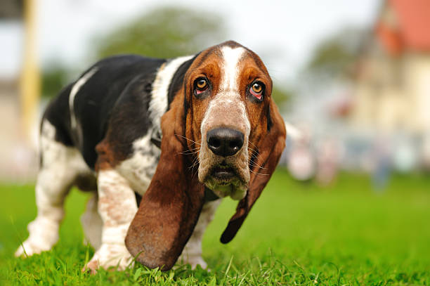 istock dog on the green grass 153508273