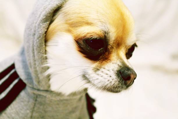istock Rainy the little chihuahua 1535084216