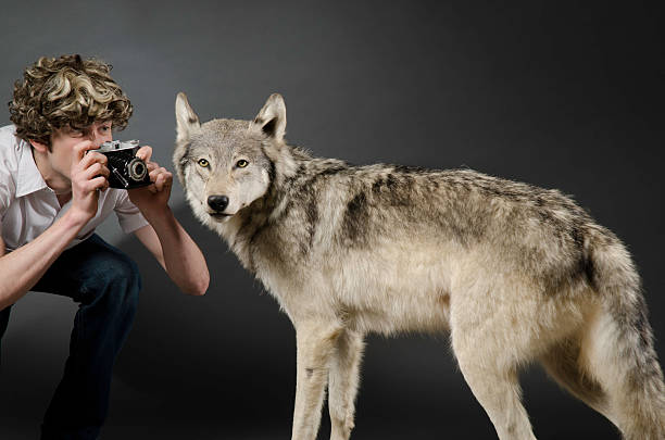 Wolf beim schreiben