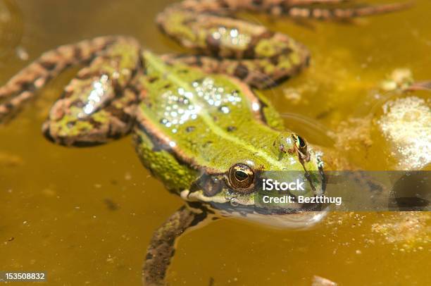 Frosch Stockfoto und mehr Bilder von Amphibie - Amphibie, Fotografie, Frosch