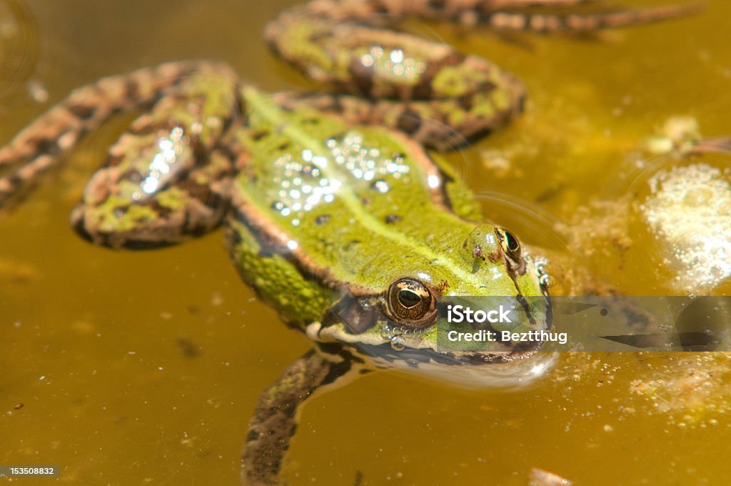 개구리 - 로열티 프리 0명 스톡 사진
