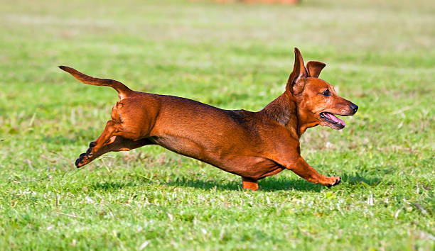 istock Dachshund running on green gras 153509101