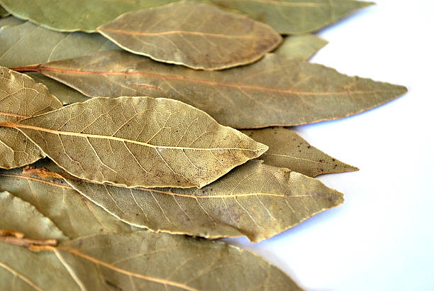 bay leaf - laurel bay leaf leav stock-fotos und bilder