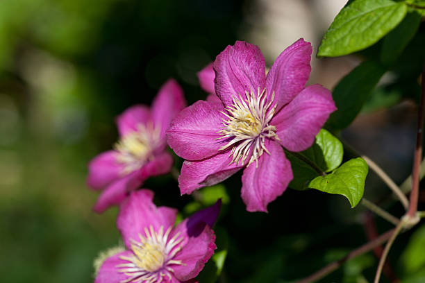 istock Purple flowers - Clematis 153509155