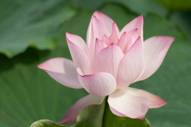 istock close up of Lotus 153509239